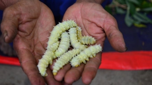The person who trains students to go to Africa to raise silkworms for food